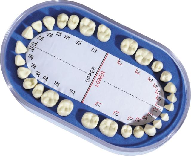 DE 050-803-01 Metal Plastic Teeth for Typod/Dentof