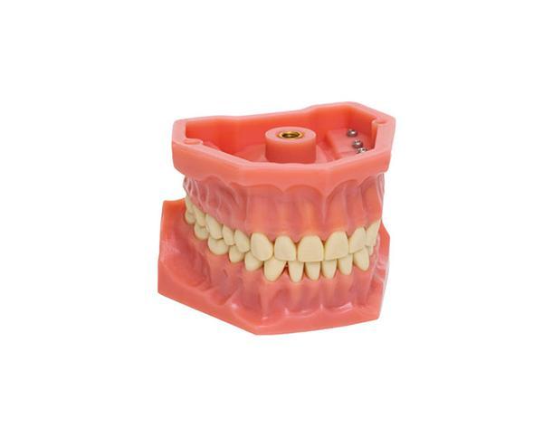Frasaco Standard Tandmodell